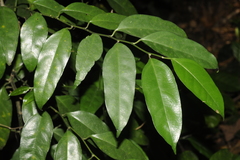 Gomphandra tetrandra